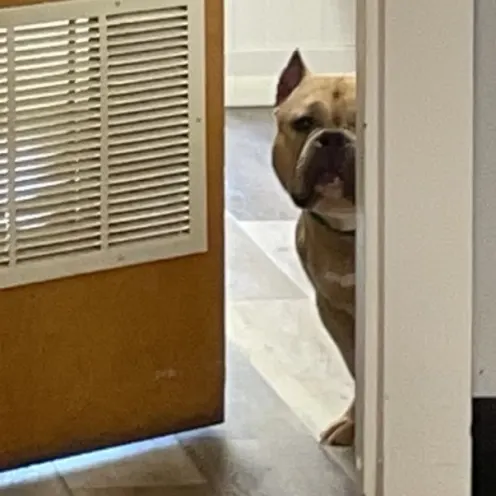 Dog in Doorway at Ferry Farm Animal Clinic